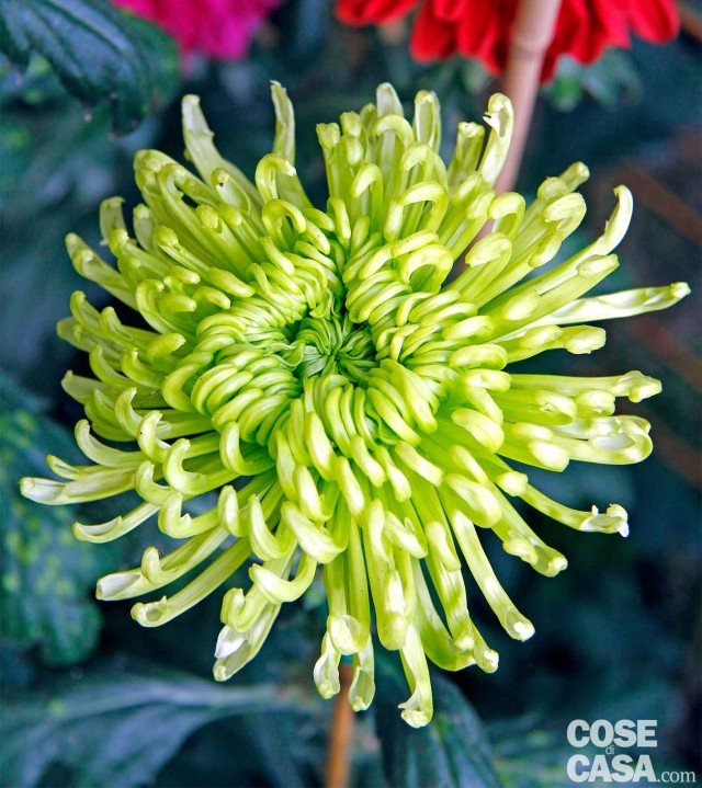 crisantemo Globe green verde crisantemo Globe green verde