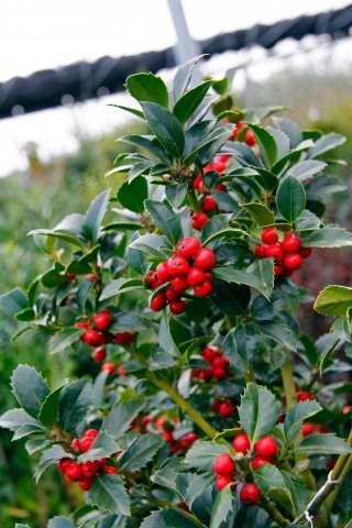 ilex ilex