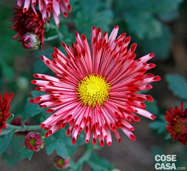 crisantemo Chrysanthemum rubellum Lady Anne Brockett rosa e porpora crisantemo Chrysanthemum rubellum Lady Anne Brockett rosa e porpora