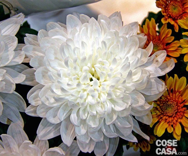 crisantemo Organza bianco puro crisantemo Organza bianco puro