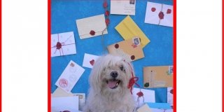Tiffany “Animal academicum” Tiffany “Animal academicum”