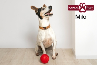 PALLARUGA e PALLARIGA sono i nuovi giochi BAMAPET.
Galleggiano, rimbalzano, sono atossici e brevettati.