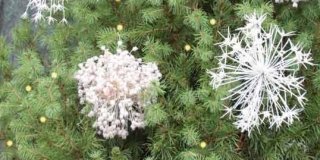 Decorare l’albero di Natale con agli ornamentali