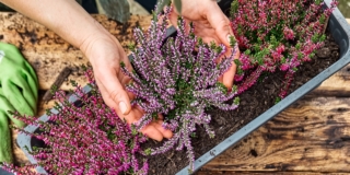 Calluna vulgaris Calluna vulgaris