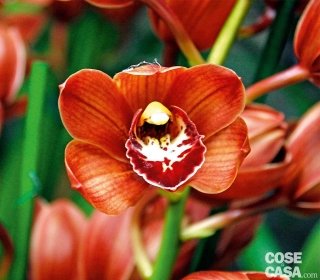 cymbidium