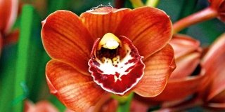 Cymbidium