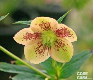 Helleborus serie HGC, un elleboro color crema.
