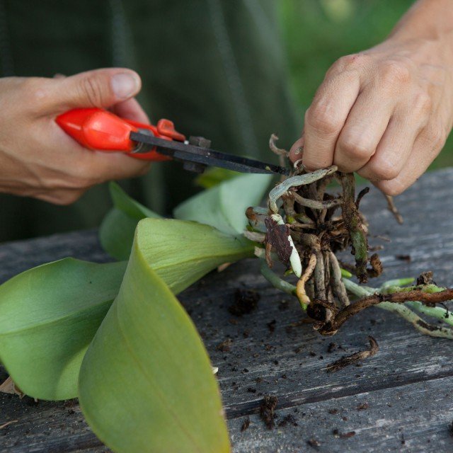 radici delle orchidee radici delle orchidee