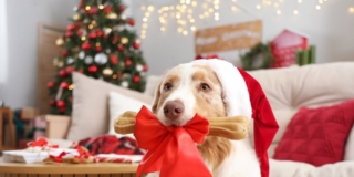 regali di Natale per i pet
