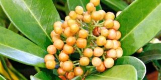 Skimmia japonica “Temptation”