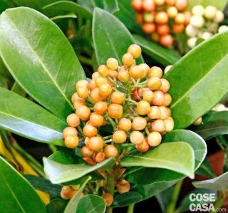 Skimmia japonica “Temptation”, dalle bacche arancioni chiare. Skimmia japonica “Temptation”, dalle bacche arancioni chiare.