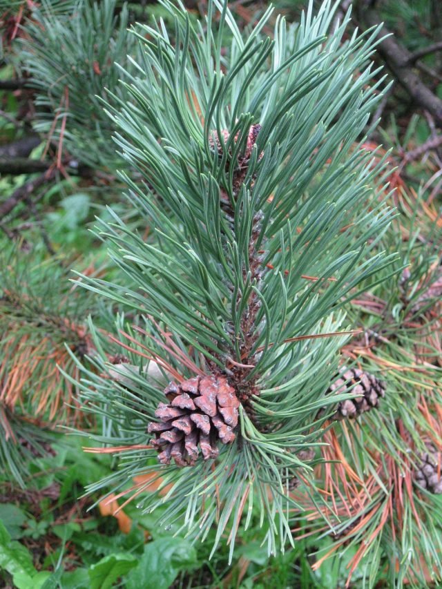 Pinus mugo pigne Pinus mugo pigne