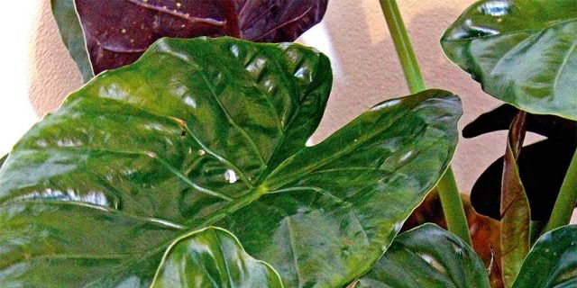Pianta Da Appartamento Con Foglie Grandi