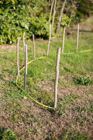 siepe di rami secchi