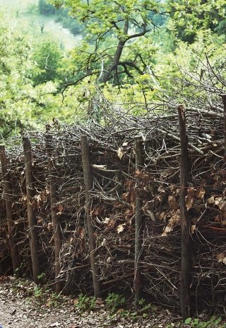 siepe di rami secchi