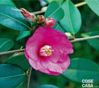 camelia-fairy