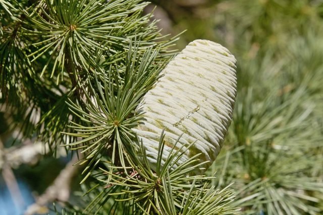 Cedrus deodara: il cedro dell’Himalaya, pigne verde glauco Cedrus deodara: il cedro dell’Himalaya, pigne verde glauco