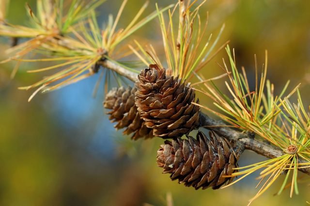 Larix decidua: il larice europeo - pigne color nocciola Larix decidua: il larice europeo - pigne color nocciola