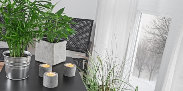 Piante: danni da aria secca cose di casa Piante contro l umidità