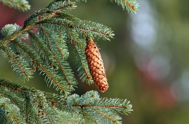 Picea abies - pigne albero di natale Picea abies - pigne albero di natale