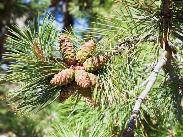 Pinus nigra: il pino nero o pino austriaco - pigne rosso marroni Pinus nigra: il pino nero o pino austriaco - pigne rosso marroni