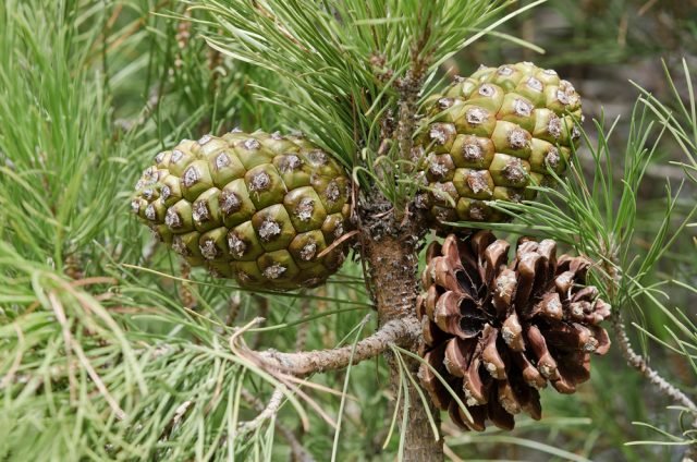 Pinus pinea: il pino domestico - pigne color verde vivo e marrone lucido Pinus pinea: il pino domestico - pigne color verde vivo e marrone lucido