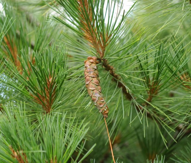 Pinus strobus: il pino strobo - pigne marroni Pinus strobus: il pino strobo - pigne marroni