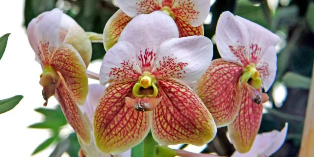 bagnare le orchidee - Cose di Casa bagnare le orchidee - Cose di Casa