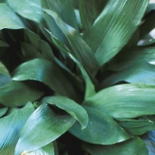 aspidistra