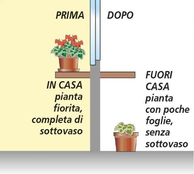 ciclamini sfioriti in casa e fuori casa ciclamini sfioriti in casa e fuori casa