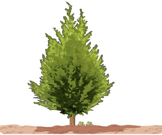 vasi ciclamini sotto albero vasi ciclamini sotto albero