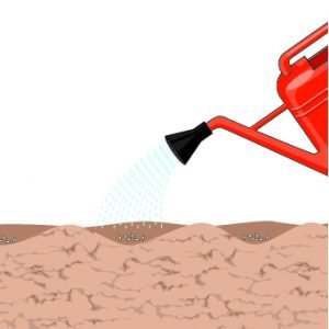 crescione si mette a dimora in filari crescione si mette a dimora in filari