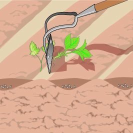 2. Bisogna togliere con continuità le malerbe. 2. Bisogna togliere con continuità le malerbe.