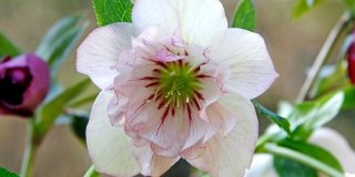 Helleborus orientalis ‘Double Picotée’ – elleboro