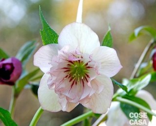 Helleborus orientalis 'Double Picotée' Helleborus orientalis 'Double Picotée'