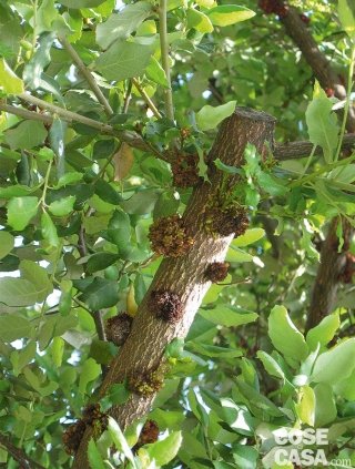 insetti galligeni insetti galligeni