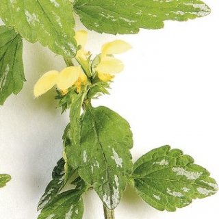 lamium