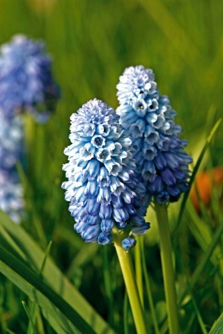 muscari