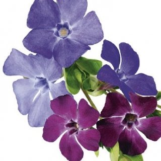 pervinca