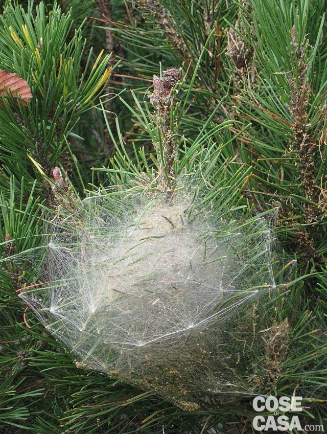 PROCESSIONARIA DELLE CONIFERE PROCESSIONARIA DELLE CONIFERE