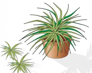 1. Prelevare i getti terminali dalle piante di falangio 1. Prelevare i getti terminali dalle piante di falangio