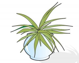 2. Inserire i getti in un vasetto di acqua 2. Inserire i getti in un vasetto di acqua