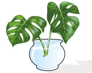 talea foglia monstera in acqua talea foglia monstera in acqua