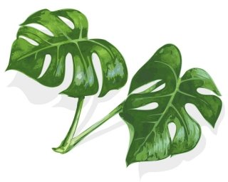 3. Prelevare foglie dalla monstera provviste di radici aeree 3. Prelevare foglie dalla monstera provviste di radici aeree