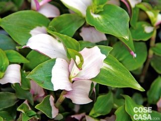 La tradescantia, a dispetto del nome "erba miseria", è una bellissima pianta ornamentale dalla colorata fioritura.