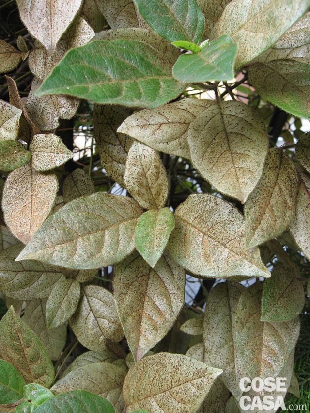TRIPIDI TRIPIDI