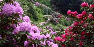 La Caccia al Tesoro Botanico di Grandi Giardini Italiani La Caccia al Tesoro Botanico di Grandi Giardini Italiani