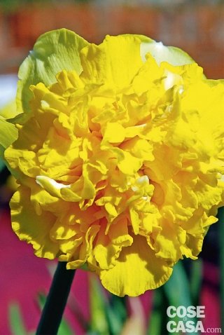 Narciso “Full House” fiori gialli