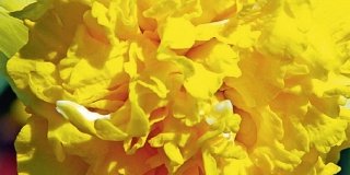 Narciso “Full House” giallo e profumatissimo