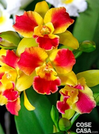 In foto, orchidea Potinara varietà Burana Beauty.